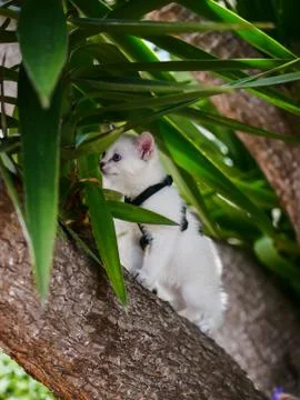 Little white kitten standing on a tree Stock Photos