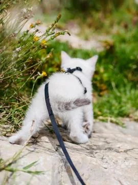 Little white kitten walking on a leash outside Stock Photos