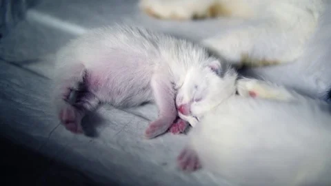 Little white kittens sleep in a box Stock Footage 120773641