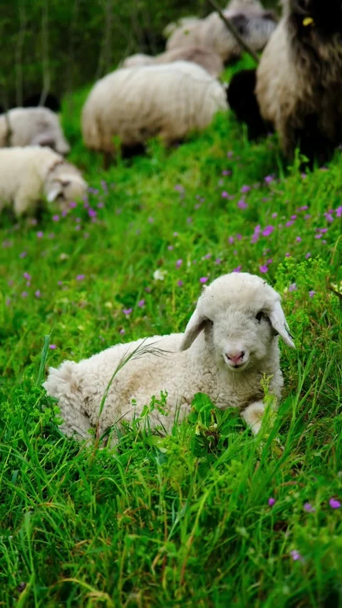 Little white lamb. Stock Footage 276409714