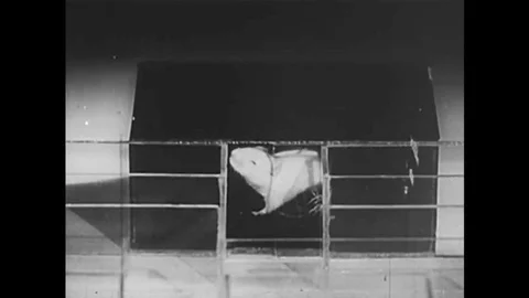 A little white mouse learns to navigate a maze in order to reach the food at the Vidéo 141598845