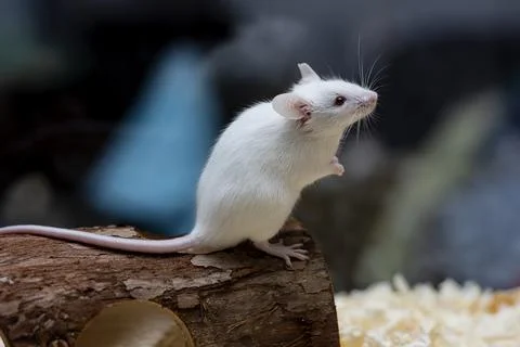 A little white mouse steps on a log 写真素材
