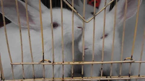 Little white rabbit in a cage. Stock Footage 48923205