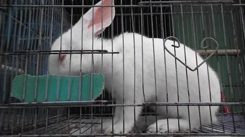 Little white rabbit in a cage. Stock Footage 48923265