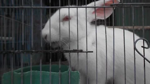 Little white rabbit in a cage. Stock Footage 48923315