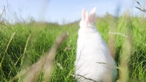 Little white rabbit, easter mood, jumping among spring green grass slow moti Stock Footage 297754999