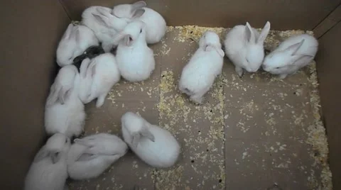 The little white rabbit Stock Footage 46983373