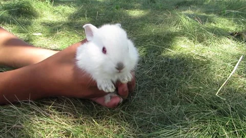 Little white rabbit in human hands Stock Footage 135588095