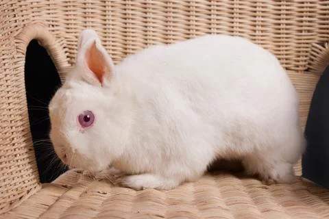 Little White Rabbit Stock Photos