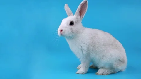 Little white rabbit sits sideways and sniffing Stock Footage 71201161