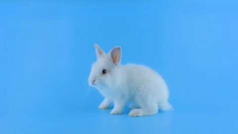 Little white rabbit, sitting sideways, sniffing, shows tongue Stock Footage 101372988
