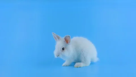 Little white rabbit, washing itself, sitting sideways Stock Footage 101373165