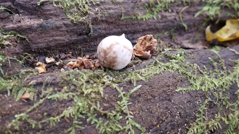 Little white walnut on a log in the forest Vídeo Stock 141766049