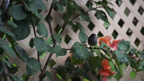 Little wild bird 库存影片 83793160