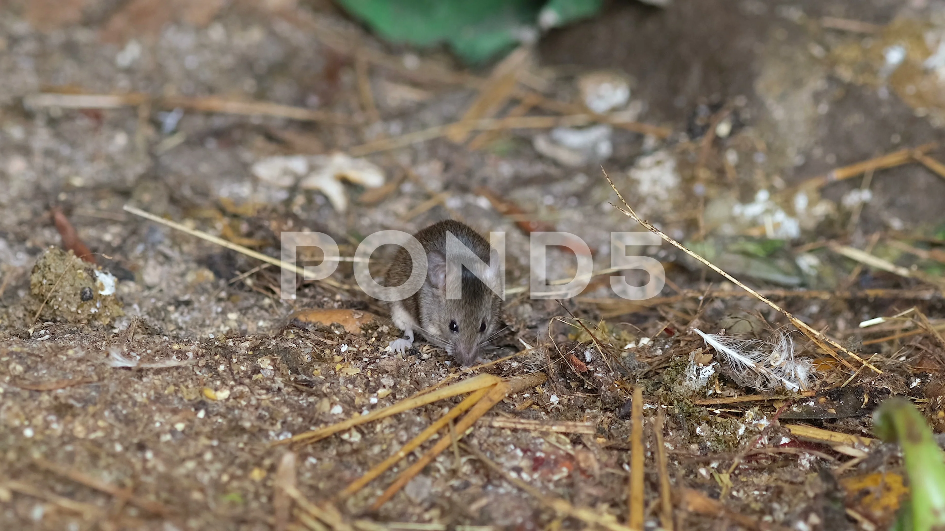 Little Wild Mouse Eating Cereals On Raw Farm Ground, Rodents