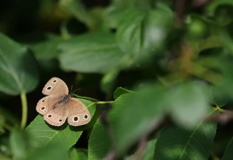 Little Wood Satyr Stock Photos