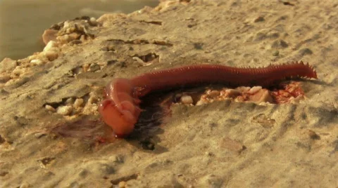 Little worm 库存影片 642888