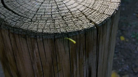 Little worm moving on top of a log Stock Footage 124391445