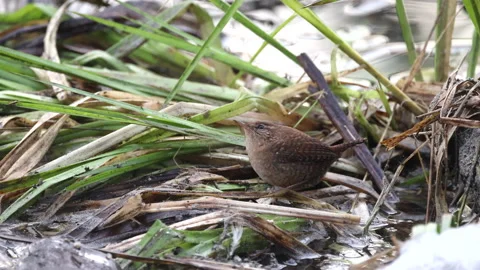 Little wren in the grass observing the sky, 4K slomo 스톡 동영상 169103503