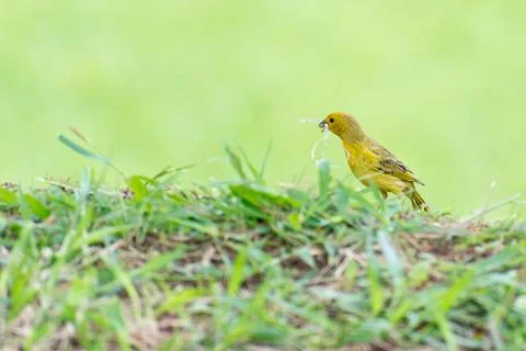 Little yellow bird holding plastic with the beak Stock Photos