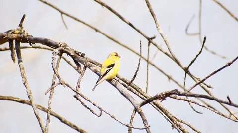 Little yellow bird sitting in a tree Stock Footage 128150488