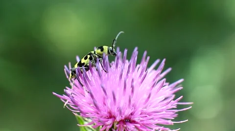 Little yellow bug is drinking nectar from a flower Stock Footage 66097584