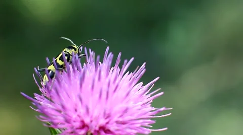 Little yellow bug is drinking nectar from a flower Stock Footage 66097600