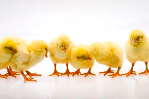 Little yellow chick Stock Photos
