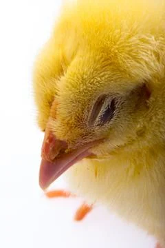 Little yellow chick Stock Photos