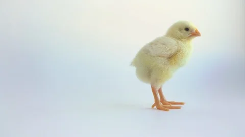 Little yellow chicken Stock Footage 112241280