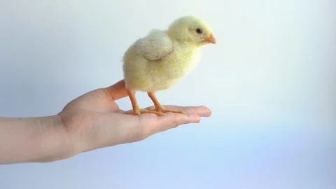 Little yellow chicken Stock Footage 112241281
