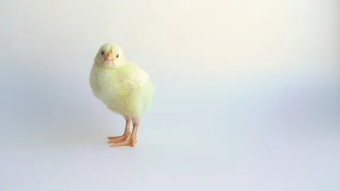Little yellow chicken Stock Footage 112241526