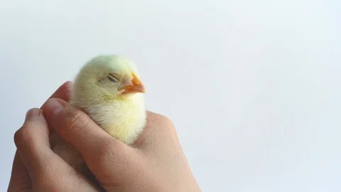 Little yellow chicken Stock Footage 112241570