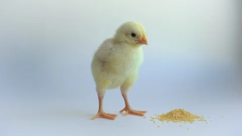 Little yellow chicken Stock Footage 112248501