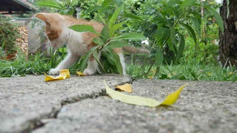 Little yellow cute kitty playing on green meadow Stock Footage 135527448