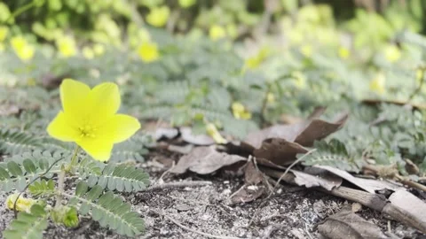 Little yellow flower Stock Footage 165083265