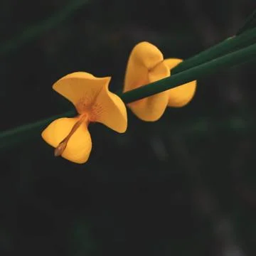 Little yellow flower Stock Photos