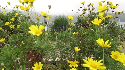 Little yellow flowers Stock Footage 153380554