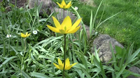 Little yellow tulip Stock Footage 24695786