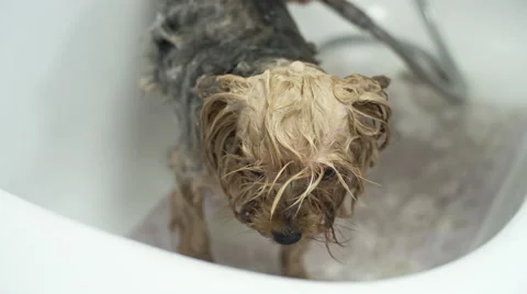 Little York Dog Having Bath Stock Footage