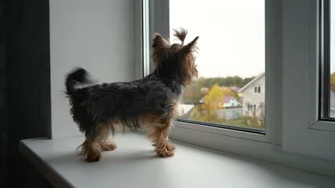 Little yorkshire terrier looking out the window while standing on the windowsill 스톡 동영상 163162853