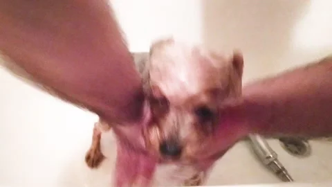 Little yorkshire is washed in the bathroom. Stock Footage 159176293