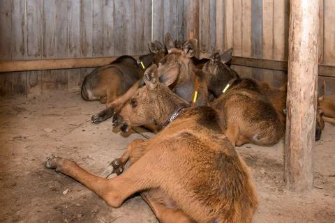 Little young moose resting in a paddock on a farm after a walk Stock Photos