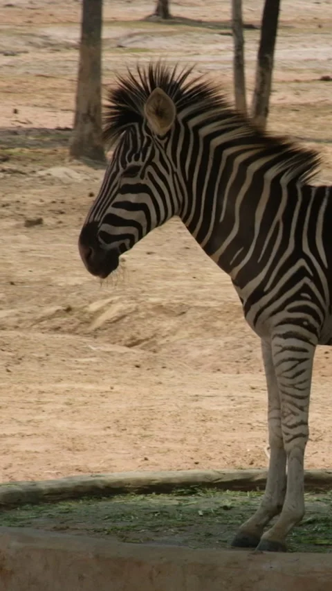 Little zebra stands still camera goes around Stock Footage 295279113