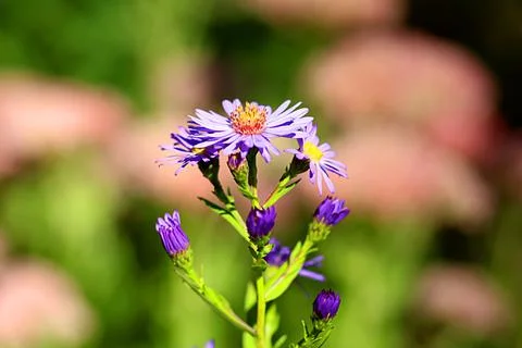 LIttleDaisy1 Foto stock