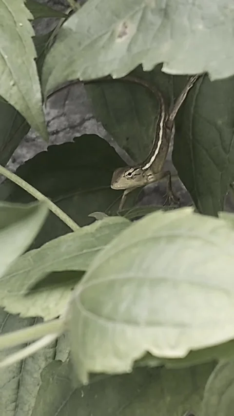 LittleLizard, Cinematic Vertical Video stock 306291445