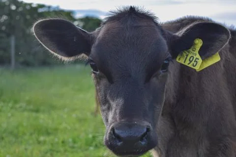 Litttle calf in a farm Stock Photos