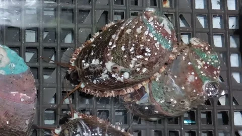 Live abalone Stock Footage 153796205
