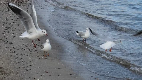 Live action close-up video of seagulls moving on the sand on the Black Sea coast Stock Footage 221679726