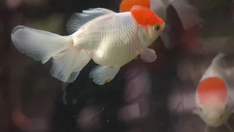 Live action footage of a red capped goldfish Stock Footage 304106942